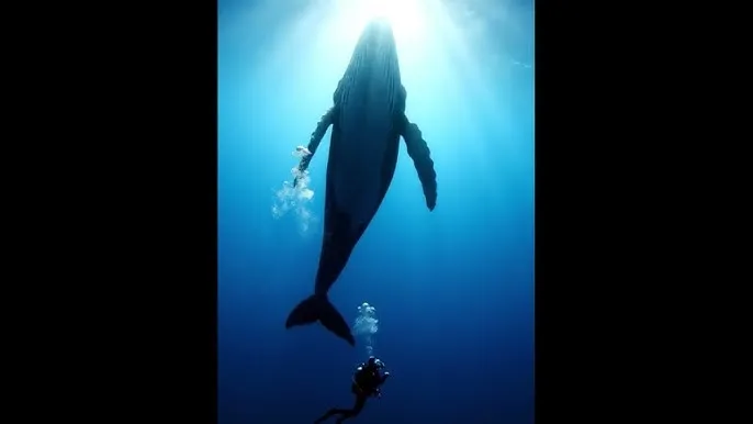 爱情的限度 下载 - 深蓝星球：探索海洋深处的未知世界